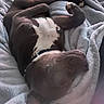 Draco joined the competition — help win amazing prizes! dog, brown_and_white, sleeping, lying_down, upside_down, relaxed, blanket, bed, indoor, pet, collar, floppy_ears, paws, belly, cozy, nap, resting, closeup, portrait, funny_pose