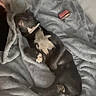 puppy, dog, black_and_tan, sleeping, blanket, cozy, indoors, bed, gray_fabric, curled_up, pet, animal, small_dog, resting, cute, snuggled, portrait, home, soft_texture, relaxed