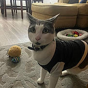 Sox joined the competition — help win amazing prizes! animal, carpet, cat, collar, couch, cozy, cute, domestic, feline, floor, furniture, home, indoor, living_room, pet, pet_bed, rug, sweater, toy, wooden_chair