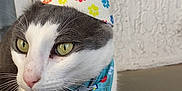 Sox is registered to the contest to win money with this photo: adorable, animal, bandana, birthday_hat, cat, celebration, close_up, cute, feline, festive, gray_cat, green_eyes, indoor, party_hat, paw_prints, pet, portrait, texture_wall, whiskers, white_cat