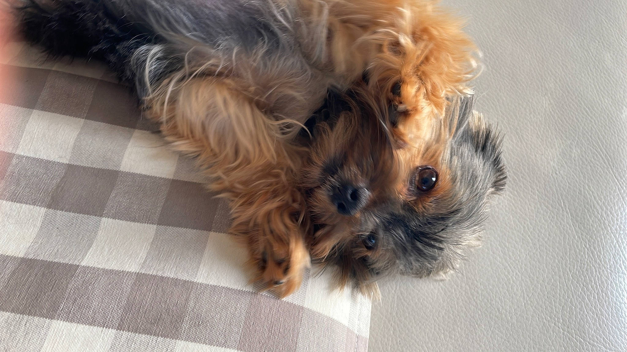 Jazz participe au concours pour gagner de l'argent avec cette photo : australian_terrier, biewer_terrier, canidae, carnivore, companion_dog, dog, dog_breed, dog_supply, fawn, fur, liver, maltepoo, small_terrier, snout, sporting_group, terrier, toy, toy_dog, working_animal, yorkipoo