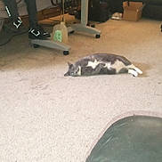 Tex is registered to the contest to win money with this photo: box, carpet, cat, clutter, floor, furniture, indoor, lamp, living_room, lounging_cat, person, pet, plastic_bottle, relaxed, side_table, snacks, sneakers, sofa, television_room, water_bottle