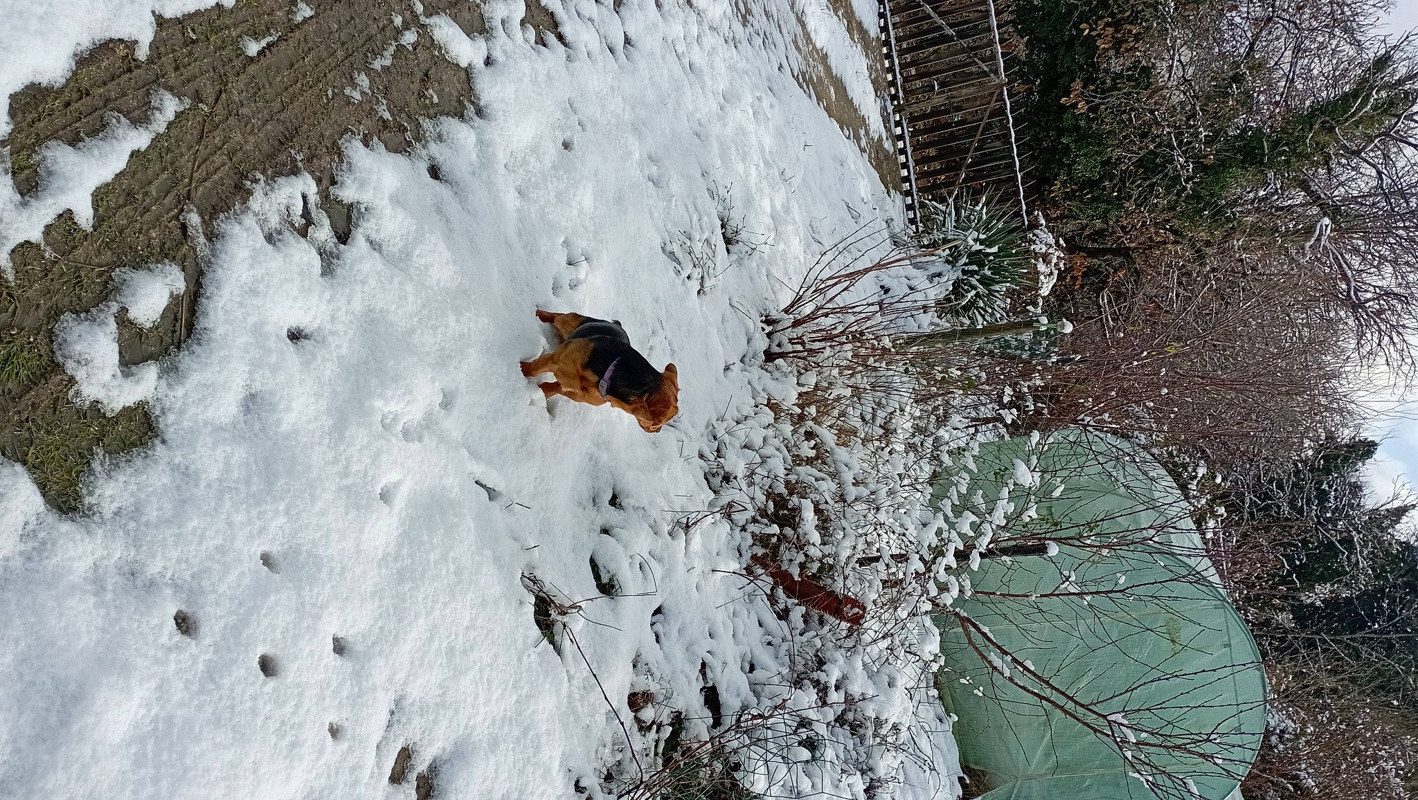Hugo a rejoint le concours — aidez-le/la à gagner de superbes lots ! branch, canidae, conifer, freezing, frost, geological_phenomenon, geology, grass, plant, recreation, rock, slope, snow, soil, tree, trunk, twig, window, winter, wood