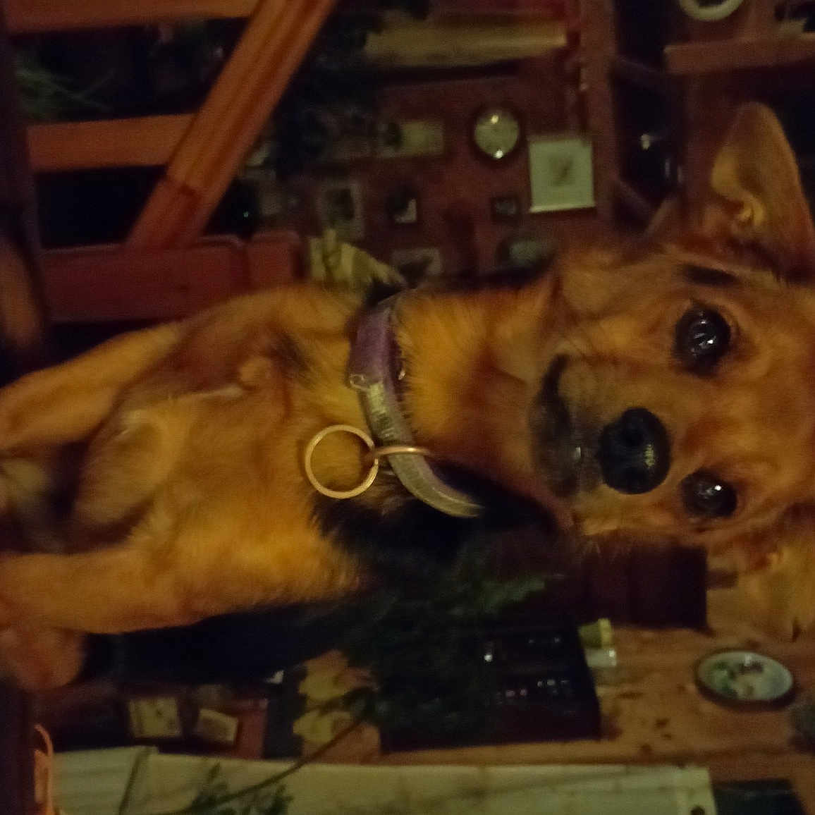 Hugo a rejoint le concours — aidez-le/la à gagner de superbes lots ! ancient_dog_breeds, canidae, carnivore, companion_dog, dog, dog_breed, fawn, fur, guard_dog, night, non_sporting_group, puppy, snout, sporting_group, whiskers, wood, working_animal, working_dog