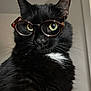 cat, black_cat, glasses, pet, animal, whiskers, indoor, close_up, feline, green_eyes, tortoiseshell_glasses, curious, portrait, cute, looking, face, fur, domestic_cat, white_patch