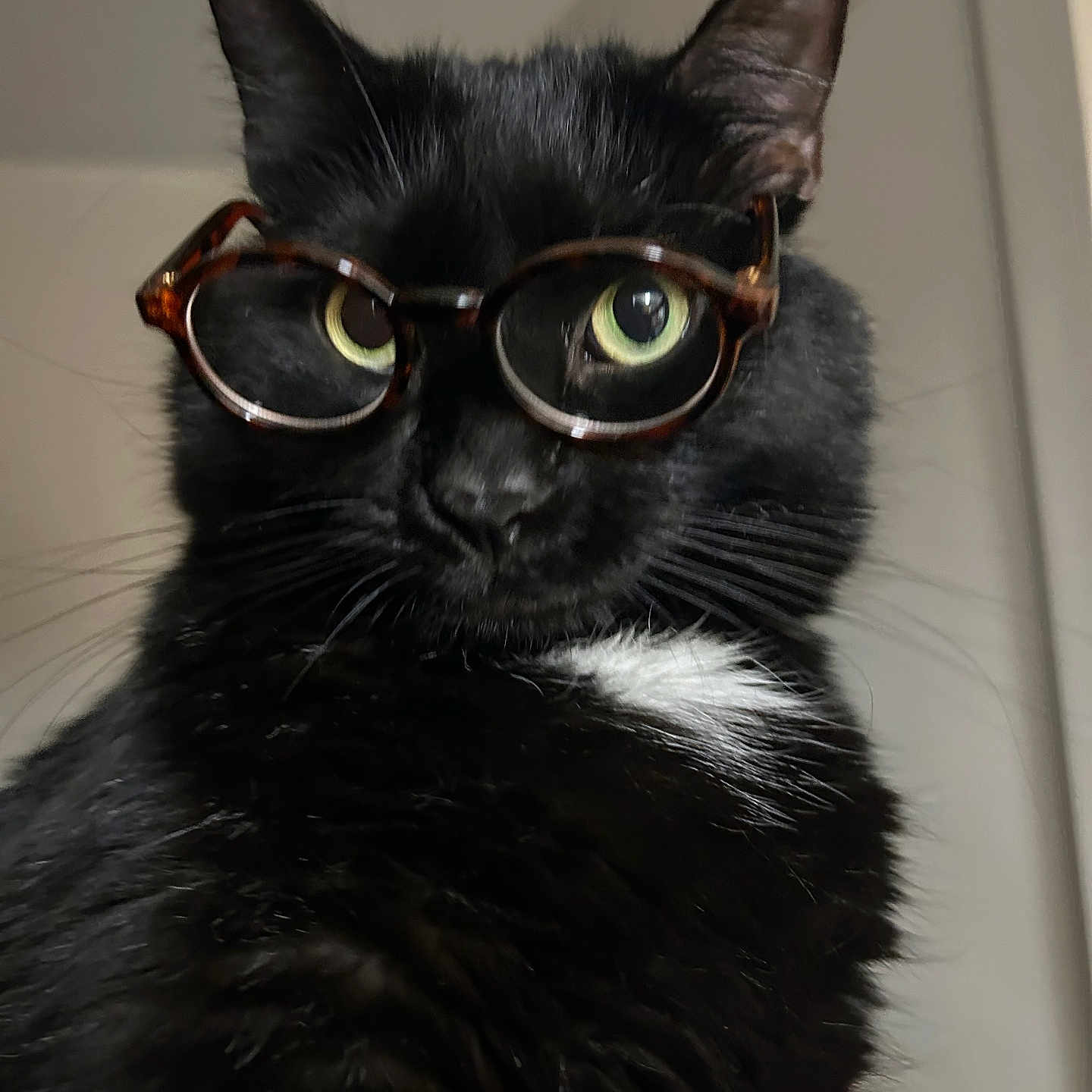 Moose is registered to the contest to win money with this photo: animal, black_cat, cat, close_up, curious, cute, domestic_cat, face, feline, fur, glasses, green_eyes, indoor, looking, pet, portrait, tortoiseshell_glasses, whiskers, white_patch