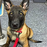 Bella a rejoint le concours — aidez-le/la à gagner de superbes lots ! dog, puppy, german_shepherd, leash, red_leash, collar, sitting, ears_up, brown_fur, black_mask, eyes, nose, paw, tile_floor, indoor, public_transport, flooring, portrait, looking_up, cute