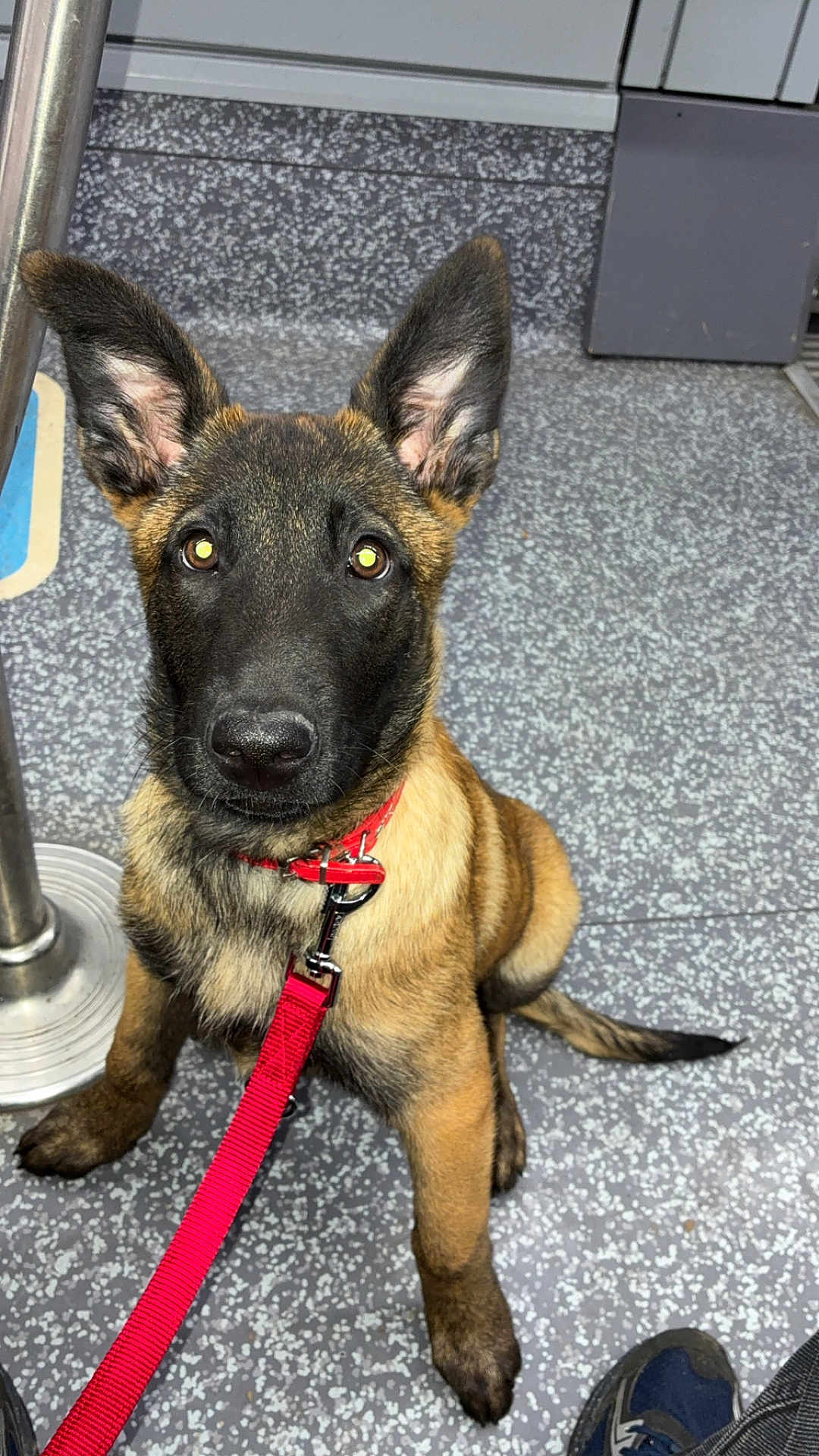 Bella a rejoint le concours — aidez-le/la à gagner de superbes lots ! dog, puppy, german_shepherd, leash, red_leash, collar, sitting, ears_up, brown_fur, black_mask, eyes, nose, paw, tile_floor, indoor, public_transport, flooring, portrait, looking_up, cute