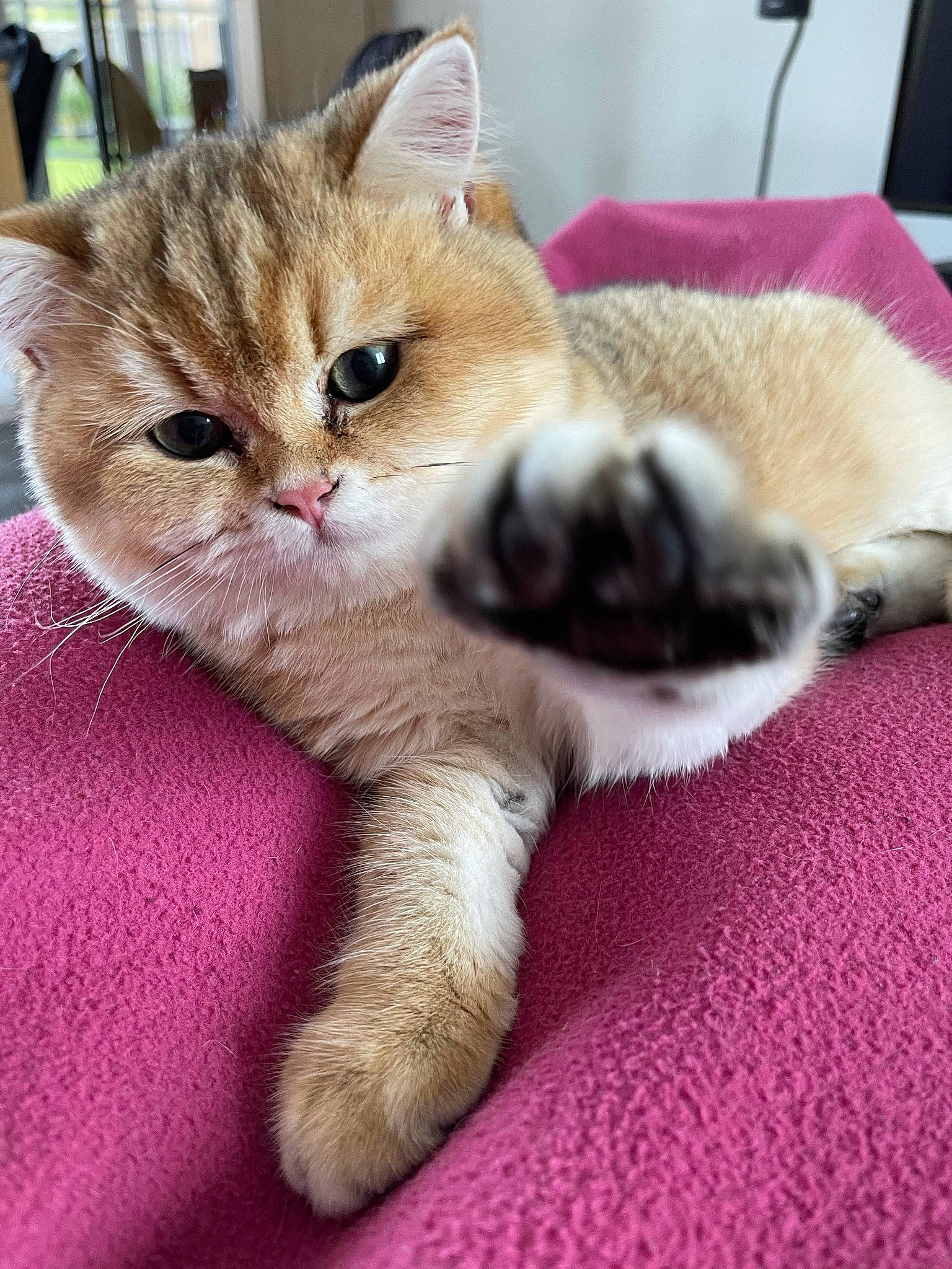 Sushi a rejoint le concours — aidez-le/la à gagner de superbes lots ! carnivore, cat, cat_furniture, claw, comfort, domestic_short_haired_cat, fawn, felidae, fur, paw, photo_caption, small_to_medium_sized_cats, snout, tail, whiskers