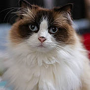 Zola joined the competition — help win amazing prizes! animal, black_markings, blue_eyes, brown_fur, cat, close_up, cute, ears, face, feline, fluffy_cat, fur, indoor, long_hair, looking_at_camera, pet, pink_nose, portrait, whiskers, white_fur