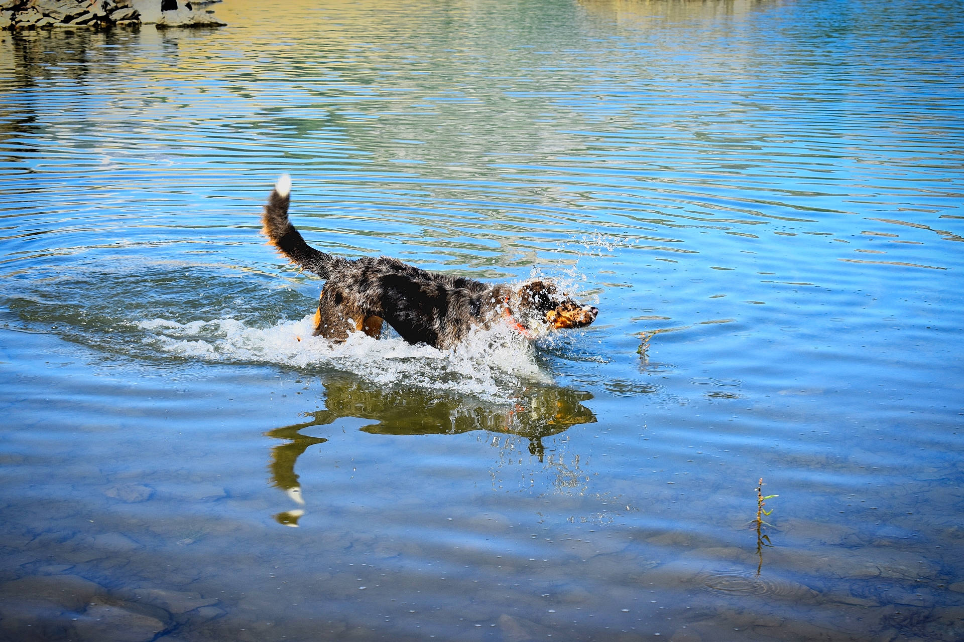 Paco a rejoint le concours — aidez-le/la à gagner de superbes lots ! _geese_and_swans, alligator, bank, beak, body_of_water, canidae, carnivore, crocodilia, dog, dog_breed, ducks, lake, recreation, reflection, sporting_group, tail, water, water_resources, watercourse, wildlife