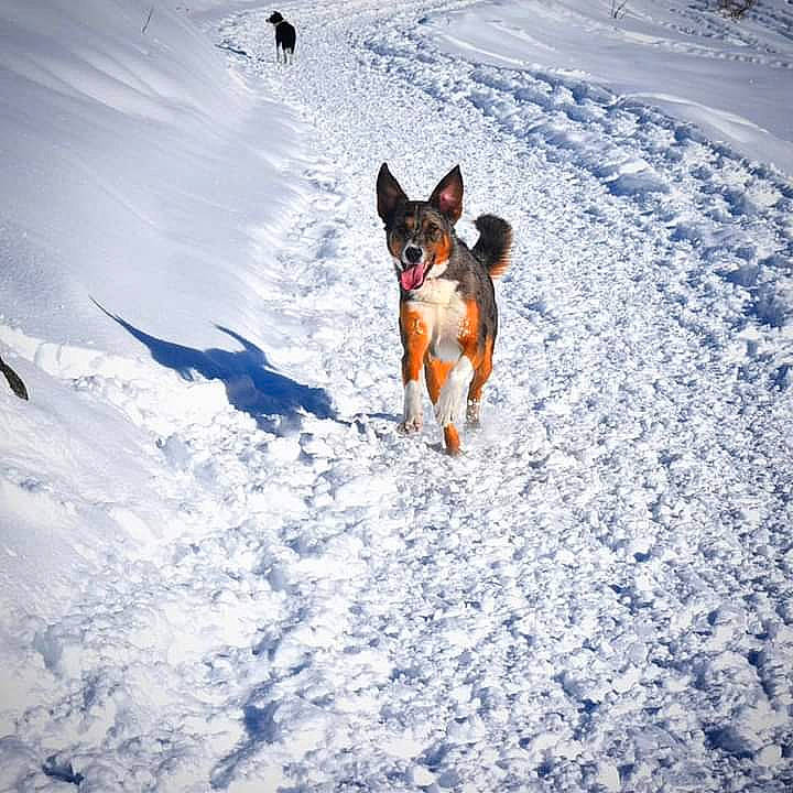 Paco a rejoint le concours — aidez-le/la à gagner de superbes lots ! canidae, carnivore, companion_dog, dog, dog_breed, dog_supply, electric_blue, fawn, freezing, fun, landscape, mammal, people_in_nature, playing_in_the_snow, recreation, slope, snout, snow, sporting_group, winter