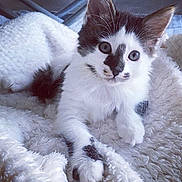 Ohana participe au concours pour gagner de l'argent avec cette photo : aegean_cat, balinese, cat, cat_like_mammal, domestic_short_haired_cat, fur, kitten, maine_coon, paw, small_to_medium_sized_cats, snowshoe, whiskers