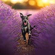 Nayah a rejoint le concours — aidez-le/la à gagner de superbes lots ! dog, running, lavender_field, purple_flowers, sunset, outdoor, nature, happy, playful, animal, pet, grass, sunlight, blur, motion, canine, summer, field, joy, active