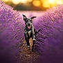 dog, running, lavender_field, purple_flowers, sunset, outdoor, nature, happy, playful, animal, pet, grass, sunlight, blur, motion, canine, summer, field, joy, active