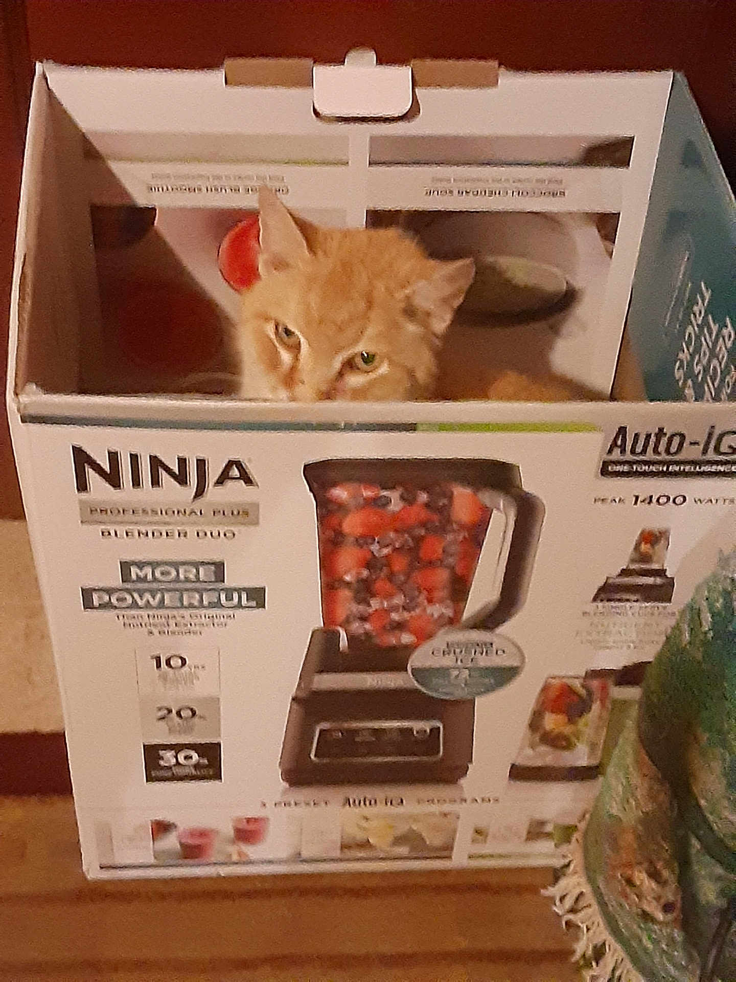 Marley joined the competition — help win amazing prizes! cat, orange_cat, box, cardboard_box, kitchen, floor, blender_box, curious, pet, indoor, animal, feline, container, orange_fur, sitting, looking, home, playful, cute, domestic