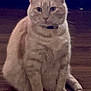 Meaty joined the competition — help win amazing prizes! animal, beige_cat, cat, collectibles, curious, cute, domestic_animal, feline, floor, funko_pop, fur, home, indoor, looking, pet, shelf, sitting, tabby_cat, toys, wooden_floor