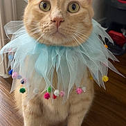 Meaty is registered to the contest to win money with this photo: animal, cat, close_up, collar, costume, curious, cute, domestic_cat, ears, feline, fur, indoor, orange_tabby, pet, pom_poms, portrait, sitting, whiskers, wide_eyes, wooden_floor