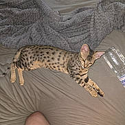 Athena a rejoint le concours — aidez-le/la à gagner de superbes lots ! animal, bed, blanket, bottle, casual, cat, domestic, fabric, feline, fur, gray, human, indoor, leg, lying_down, pet, relaxed, resting, spotted, striped