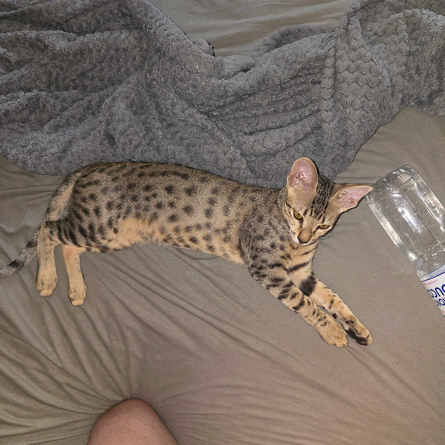 Athena a rejoint le concours — aidez-le/la à gagner de superbes lots ! animal, bed, blanket, bottle, casual, cat, domestic, fabric, feline, fur, gray, human, indoor, leg, lying_down, pet, relaxed, resting, spotted, striped