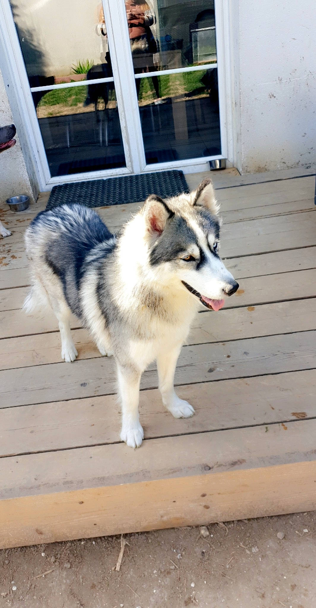 Laya participe au concours pour gagner de l'argent avec cette photo : ancient_dog_breeds, canidae, canis, carnivore, companion_dog, dog, dog_breed, flooring, fur, grey, recreation, siberian_husky, sled_dog, snout, sporting_group, tail, window, wood, working_animal, working_dog