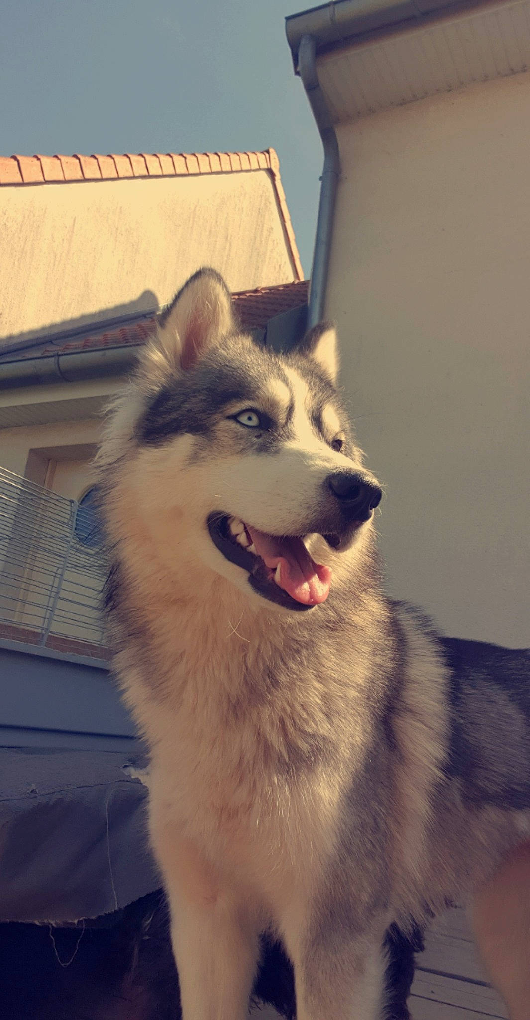 Laya a rejoint le concours — aidez-le/la à gagner de superbes lots ! building, carnivore, companion_dog, dog, dog_breed, door, fur, jaw, sky, sled_dog, snout, sporting_group, whiskers, window, working_animal, working_dog