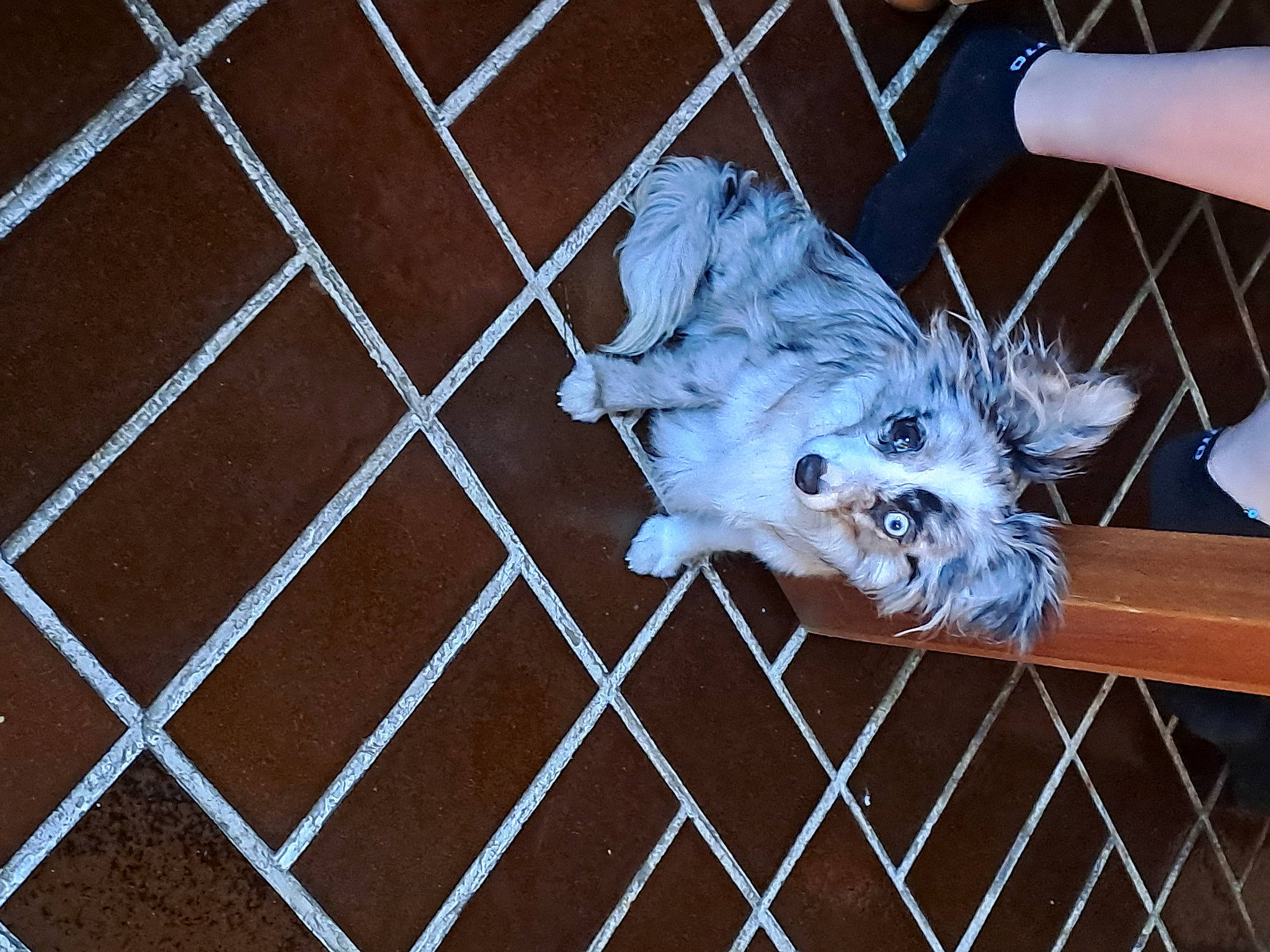 Smily a rejoint le concours — aidez-le/la à gagner de superbes lots ! animal_shelter, circle, electric_blue, feather, fence, head, mesh, metal, pattern, sporting_group, steel, symmetry, tail, wire_fencing, wood