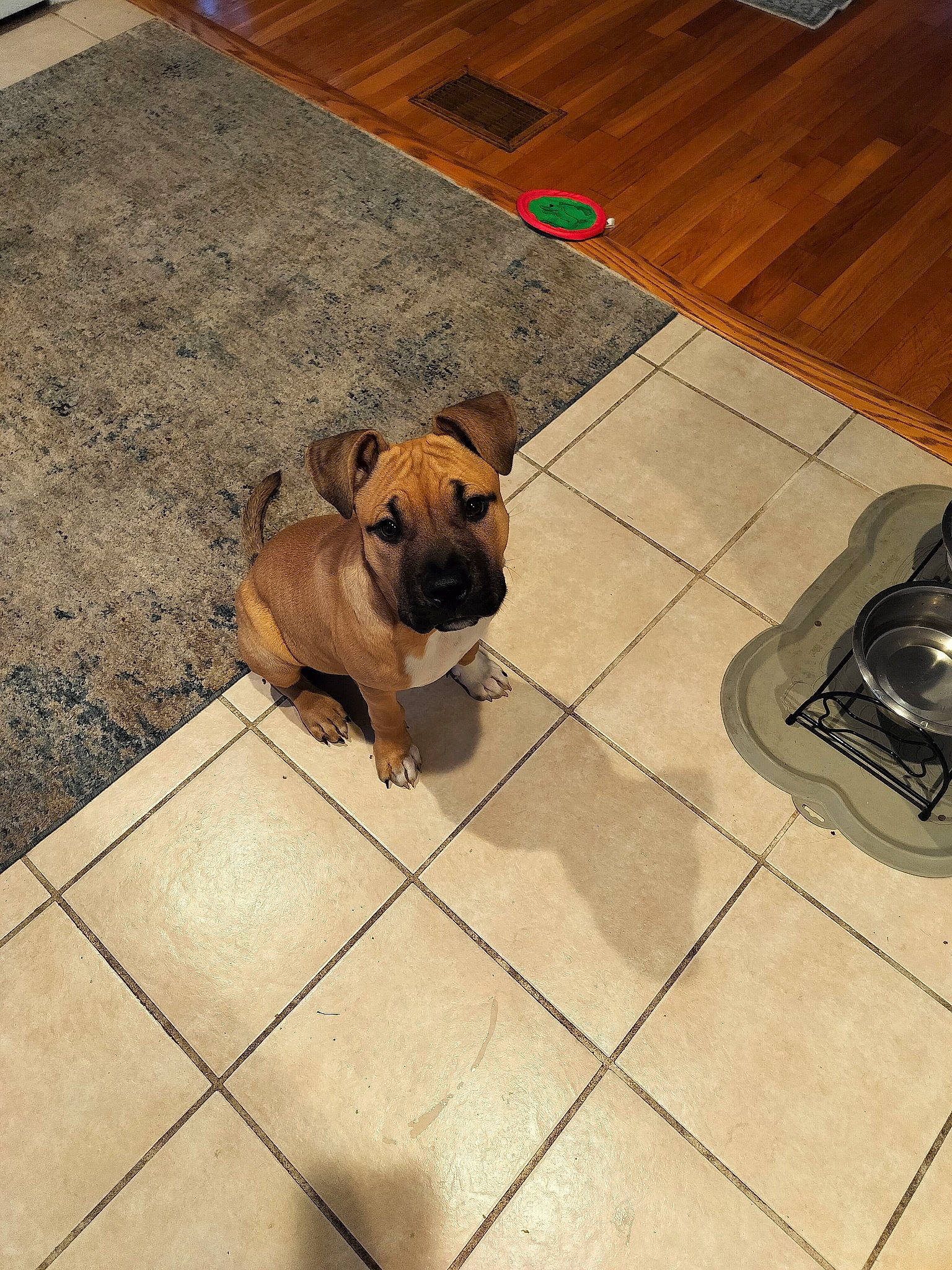 Titan joined the competition — help win amazing prizes! brown, bulldog, carnivore, comfort, companion_dog, dog, dog_breed, dog_supply, fawn, floor, flooring, hardwood, laminate_flooring, liver, pet_supply, snout, toy_dog, wood, wood_stain, working_animal