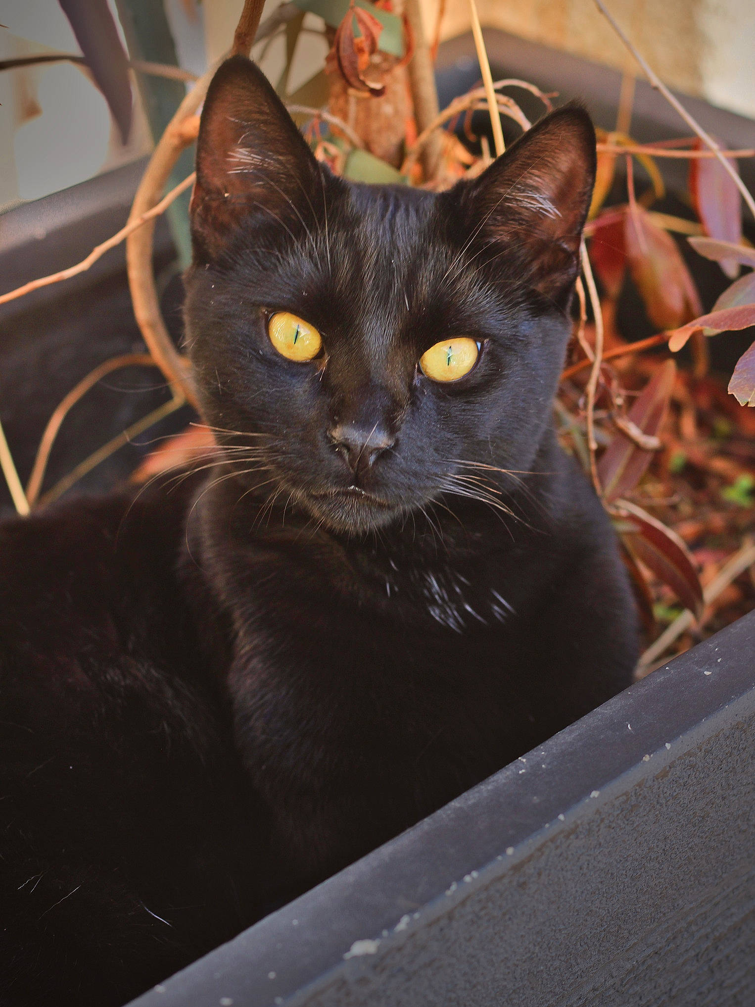 Neru a rejoint le concours — aidez-le/la à gagner de superbes lots ! carnivore, cat, domestic_short_haired_cat, felidae, flowerpot, havana_brown, iris, plant, small_to_medium_sized_cats, snout, terrestrial_animal, whiskers