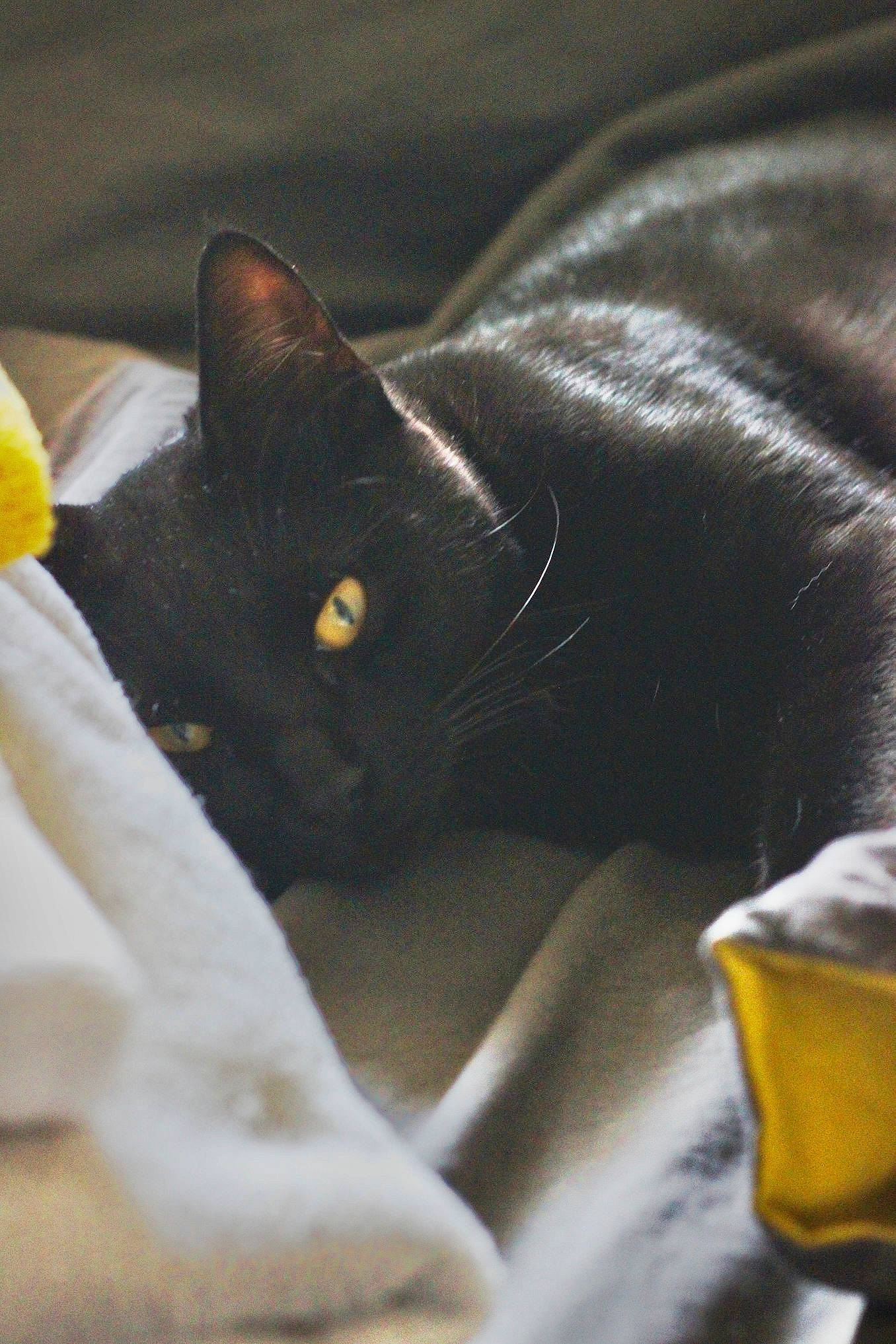 Neru participe au concours pour gagner de l'argent avec cette photo : black_cat, bombay, carnivore, cat, claw, comfort, domestic_short_haired_cat, felidae, fur, grey, linens, paw, small_to_medium_sized_cats, tail, terrestrial_animal, whiskers, yellow