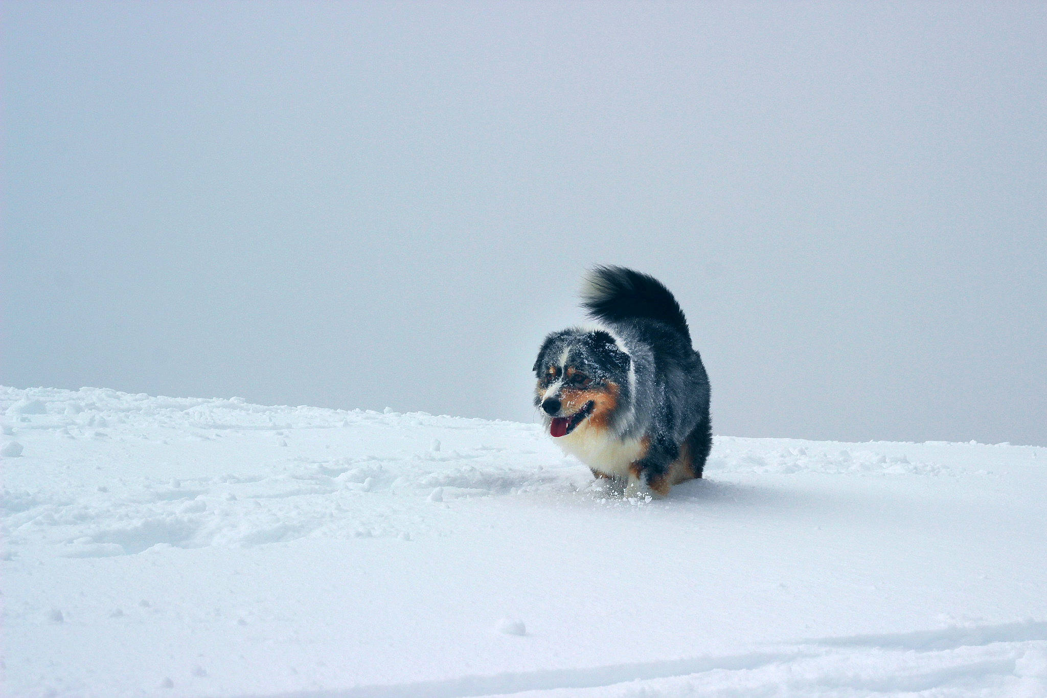 Reef participe au concours pour gagner de l'argent avec cette photo : arctic, beak, canidae, carnivore, companion_dog, dog, dog_breed, event, freezing, fur, precipitation, slope, snout, snow, sporting_group, tail, wildlife, winter, working_dog