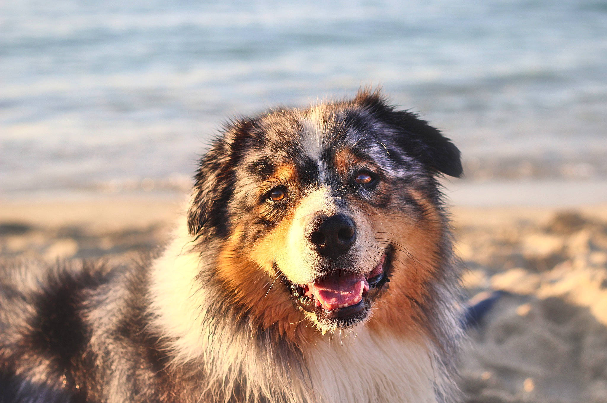 Reef a rejoint le concours — aidez-le/la à gagner de superbes lots ! australian_shepherd, canidae, canis, carnivore, companion_dog, dog, dog_breed, eye, fur, herding_dog, natural_landscape, plant, snout, sporting_group, terrestrial_animal, water, whiskers, wildlife, winter, working_dog