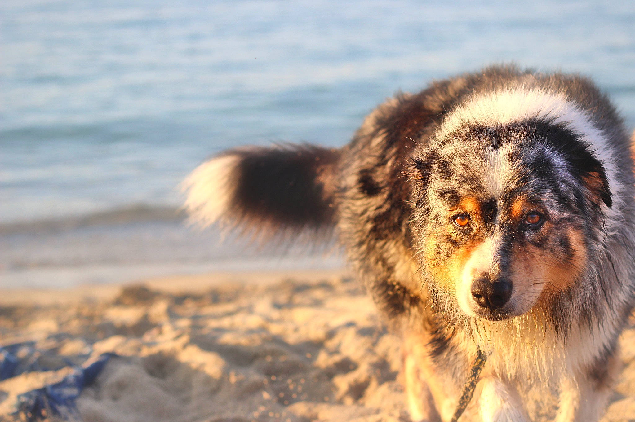 Reef participe au concours pour gagner de l'argent avec cette photo : ancient_dog_breeds, beach, canidae, canis, carnivore, coast, companion_dog, dog, dog_breed, fur, herding_dog, ocean, sporting_group, terrestrial_animal, water, whiskers, wind_wave, working_dog