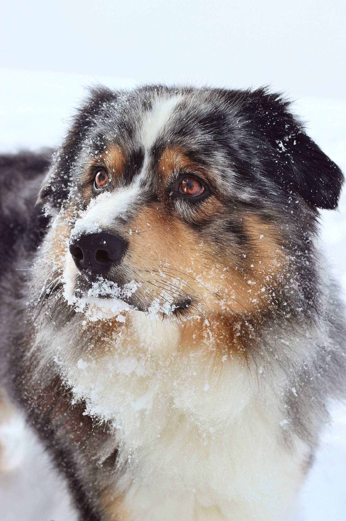 Reef a rejoint le concours — aidez-le/la à gagner de superbes lots ! ancient_dog_breeds, australian_shepherd, canidae, carnivore, companion_dog, dog, dog_breed, foam, freezing, fur, herding_dog, snout, snow, sporting_group, terrestrial_animal, whiskers, windshield, winter, working_animal, working_dog