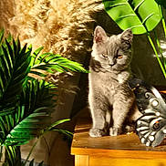 Sooty is registered to the contest to win money with this photo: animal, cat, close_up, curious, cute, decorative_butterfly, domestic_cat, fluffy, furniture, gray_cat, green_plants, home_decor, indoor, kitten, leaf, nature, pet, soft_fur, sunlight, wooden_table