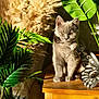 animal, cat, close_up, curious, cute, decorative_butterfly, domestic_cat, fluffy, furniture, gray_cat, green_plants, home_decor, indoor, kitten, leaf, nature, pet, soft_fur, sunlight, wooden_table