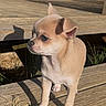 puppy, dog, chihuahua, small_dog, pet, canine, standing, outdoor, wooden_deck, sunlight, shadow, tan_fur, short_hair, floppy_ears, dark_eyes, white_chest, paws, portrait, backyard, cute