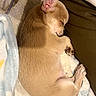 puppy, dog, sleeping, curled_up, tan_fur, small_dog, pet, animal, cozy, blanket, soft, indoors, nap, resting, cute, closed_eyes, paws, floppy_ears, portrait, bed