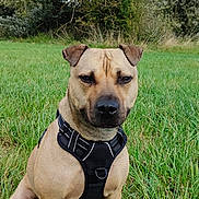Nala participe au concours pour gagner de l'argent avec cette photo : dog, canine, pet, animal, grass, outdoor, nature, field, trees, greenery, sky, harness, sitting, alert, ears, snout, fur, portrait, daylight, muzzle