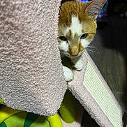 Trouble is registered to the contest to win money with this photo: cat, orange_cat, white_cat, cat_tree, cat_house, pet_bed, indoor, curious, peeking, cozy, feline, whiskers, ears, paw, floor, home, pet, playful, animal, fur