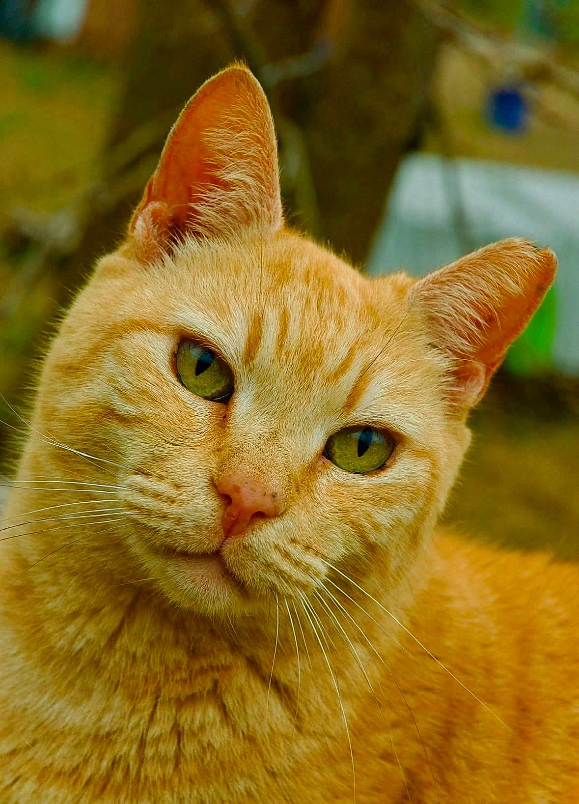 Kat is registered to the contest to win money with this photo: cat, orange_tabby, close_up, green_eyes, whiskers, fur, curious, outdoor, animal, pet, portrait, face, ears, nature, mammal, feline, background_blur, cute, domestic_cat