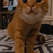 Milo is registered to the contest to win money with this photo: animal, bedspread, cat, close_up, cozy, curious, cute, domestic_cat, feline, front_paw, ginger_cat, home, indoor, looking_up, pet, playing, striped, tabby, whiskers, young_cat