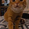 cat, ginger_cat, pet, indoor, bedspread, curious, whiskers, front_paw, close_up, feline, animal, cute, striped, looking_up, young_cat, cozy, domestic_cat, tabby, playing, home