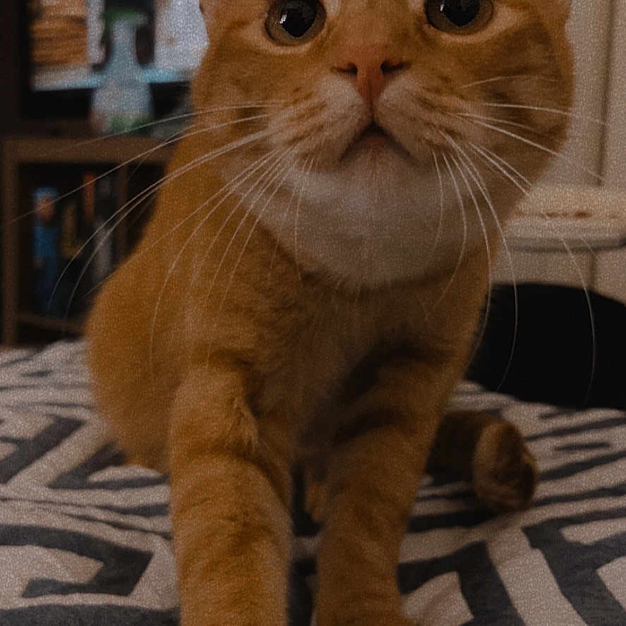 Milo