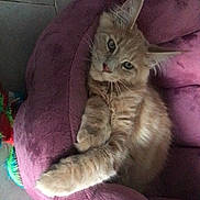 Angel participe au concours pour gagner de l'argent avec cette photo : cat, orange_tabby, pet_bed, purple, cozy, furry, paw, stretching, indoor, floor_tiles, relaxed, cute, whiskers, ears, fur, animal, pet, resting, soft, comfort