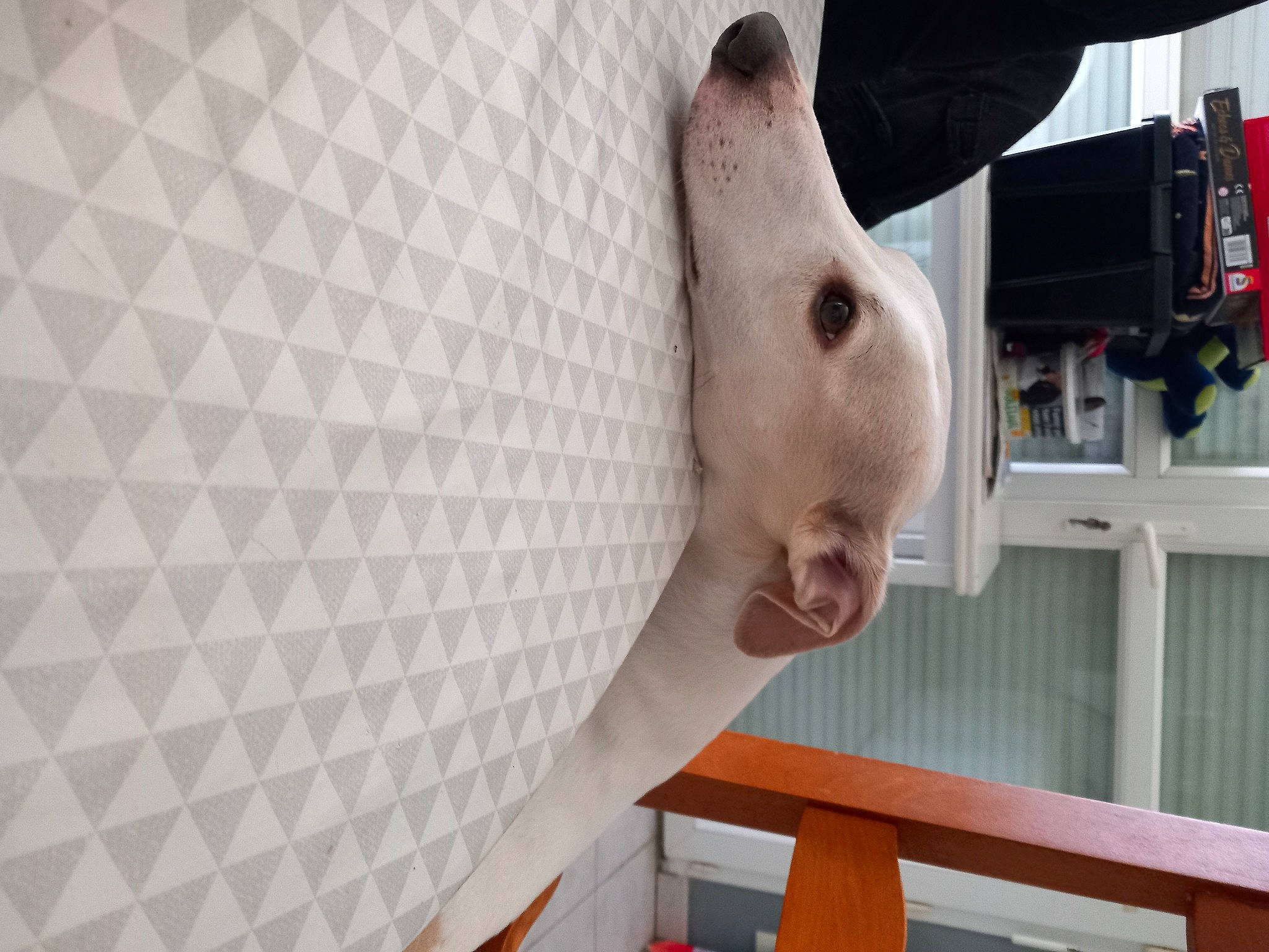 Rodon participe au concours pour gagner de l'argent avec cette photo : ceiling, child, fawn, flesh, flooring, foot, gesture, hardwood, musical_instrument, nail, pattern, room, snout, thumb, wood