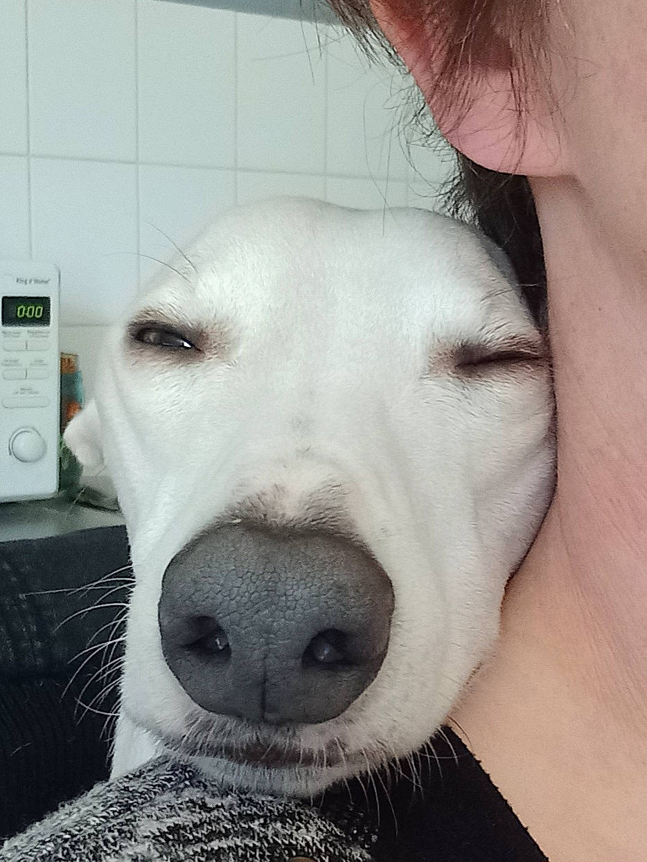 Rodon participe au concours pour gagner de l'argent avec cette photo : canidae, carnivore, comfort, companion_dog, dog, dog_breed, ear, fawn, fur, metal, monochrome_photography, no_expression, non_sporting_group, selfie, snout, sporting_group, terrestrial_animal, wall_plate, whiskers, working_animal