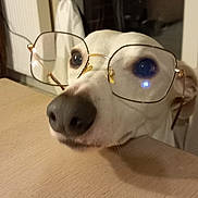 Rodon participe au concours pour gagner de l'argent avec cette photo : accessories, animal, bodypart, canine, dog, face, finger, glasses, goggles, hand, hardwood, head, hound, husky, labradorretriever, person, pet, plywood, puppy, wood