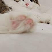 Looping a rejoint le concours — aidez-le/la à gagner de superbes lots ! cat, fluffy, paw, pink_nose, curious_eyes, white_fur, brown_fur, lying_down, indoor, close_up, pet, cute, relaxed, whiskers, soft, feline, animal, domestic, cozy, portrait