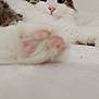 cat, fluffy, paw, pink_nose, curious_eyes, white_fur, brown_fur, lying_down, indoor, close_up, pet, cute, relaxed, whiskers, soft, feline, animal, domestic, cozy, portrait